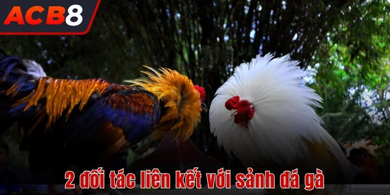2 đối tác liên kết với sảnh đá gà 