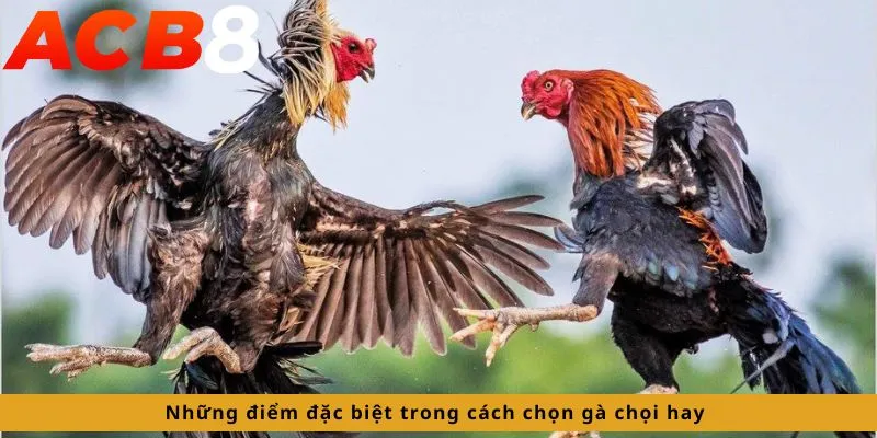Những điểm đặc biệt