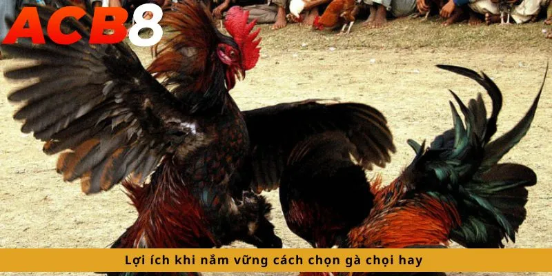 Lợi ích khi nắm vững cách chọn