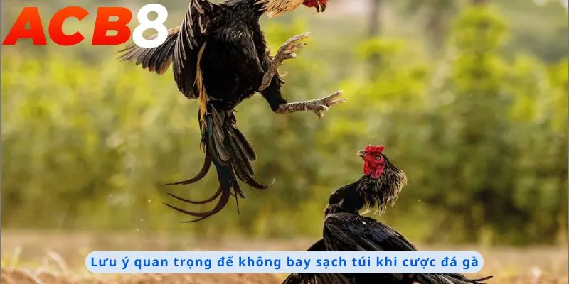 Lưu ý quan trọng