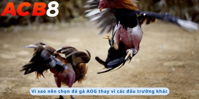 Lý do nên chọn đá gà AOG