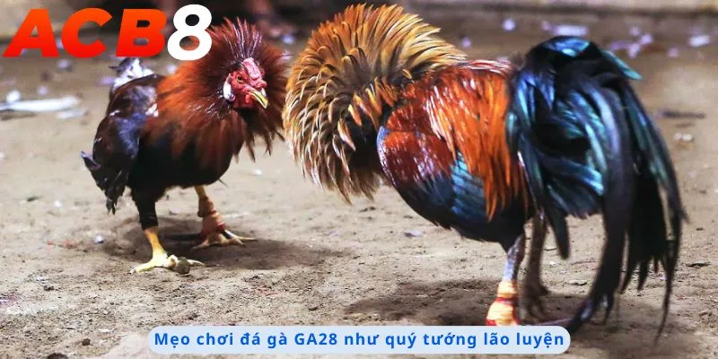 Mẹo chơi đá gà GA28 lão luyện