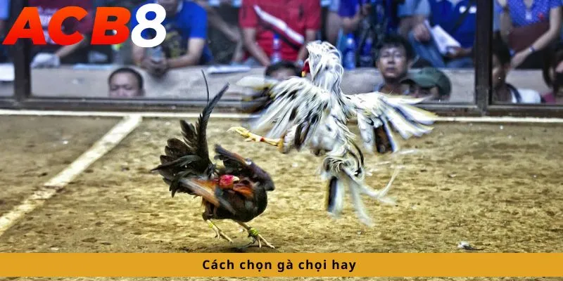 Cách chọn gà chọi hay