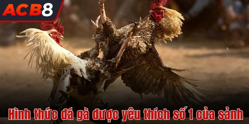 Hình thức đá gà được yêu thích số 1 của sảnh 