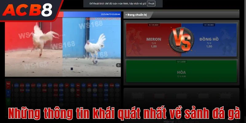 Những thông tin khái quát nhất về sảnh đá gà 